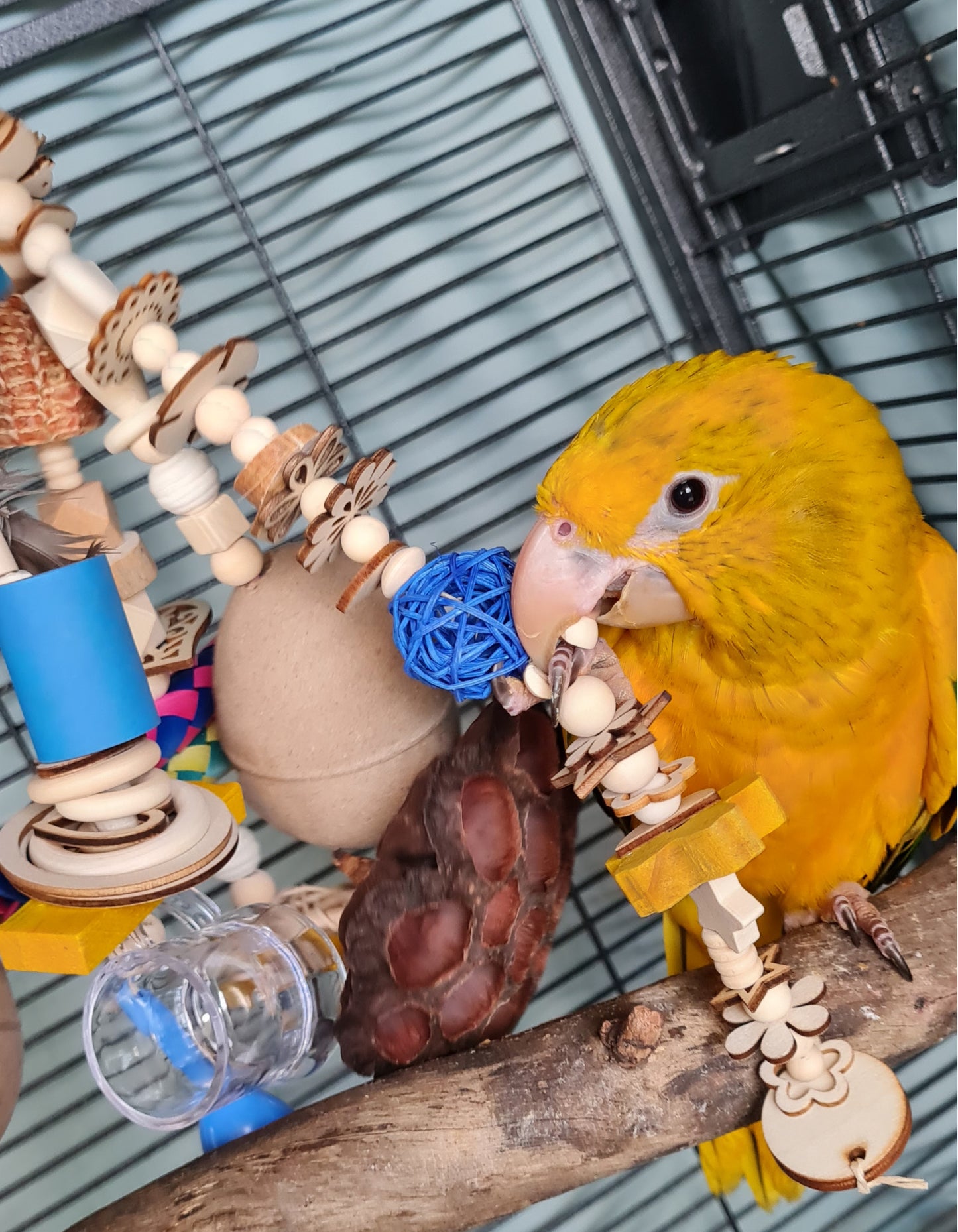 Small Wooden Feathered Forager Bird Toy - Arch